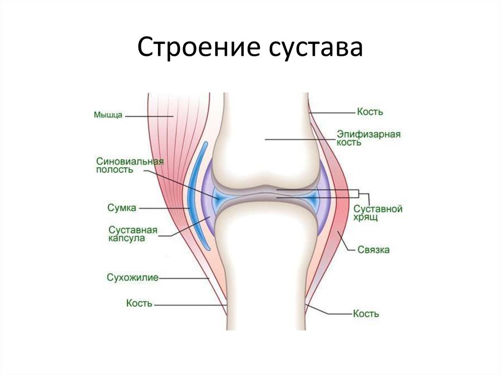 Строение сустава