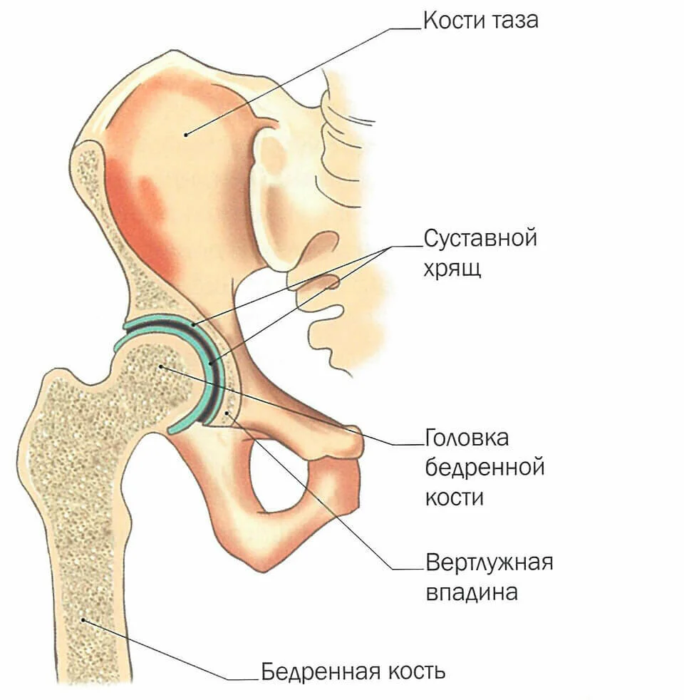 Строение тазобедренного сустава